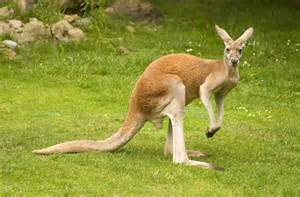 Aussie_otter.jpg