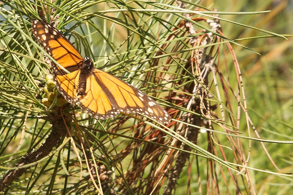 DSC_0050.jpg
