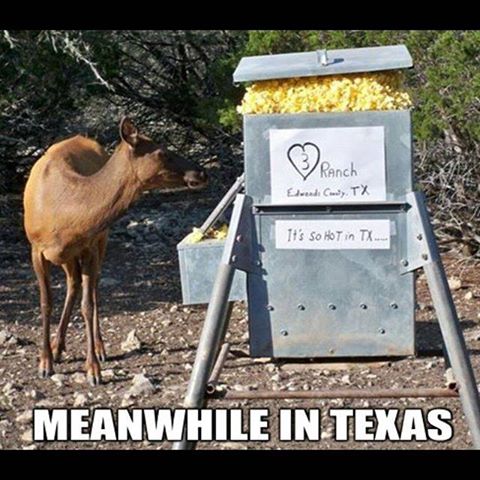 Deer_Feeder_in_Texas.jpg