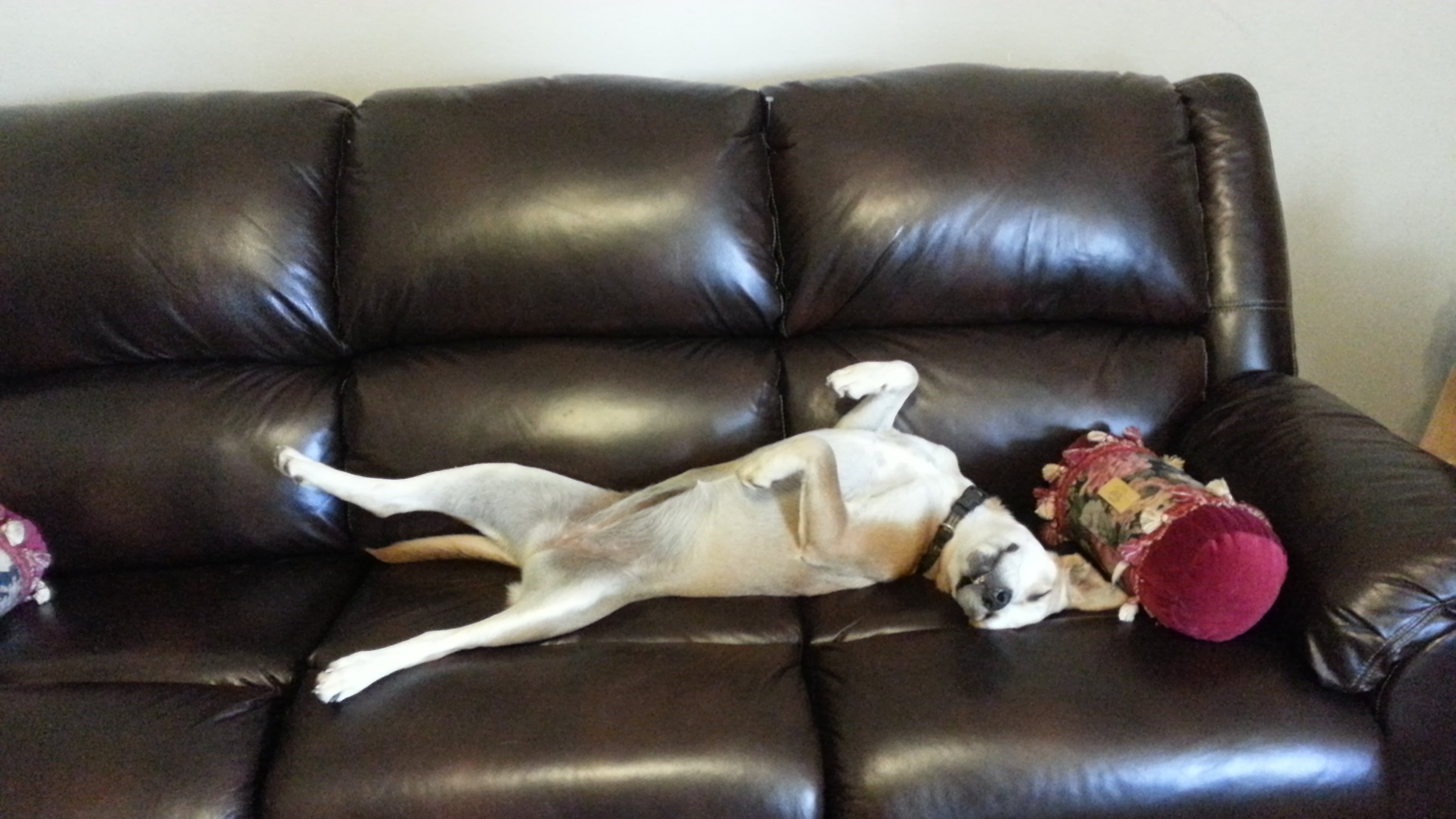 Dogs_011.jpg
