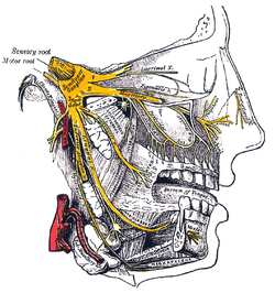 Gray778_Trigeminal.png