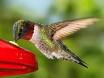 hummingbird.jpg