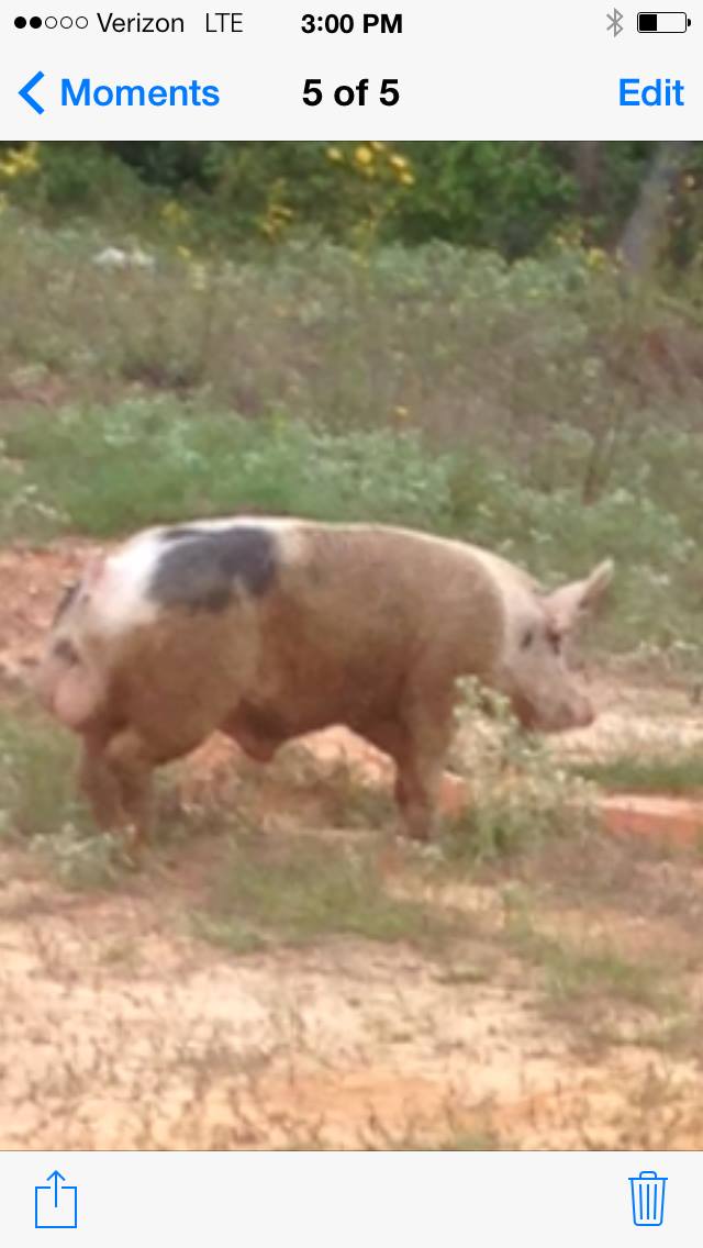 pig_1.jpg